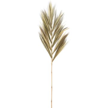Decoratiestengel van mosterdgras, ca. 145-150 cm