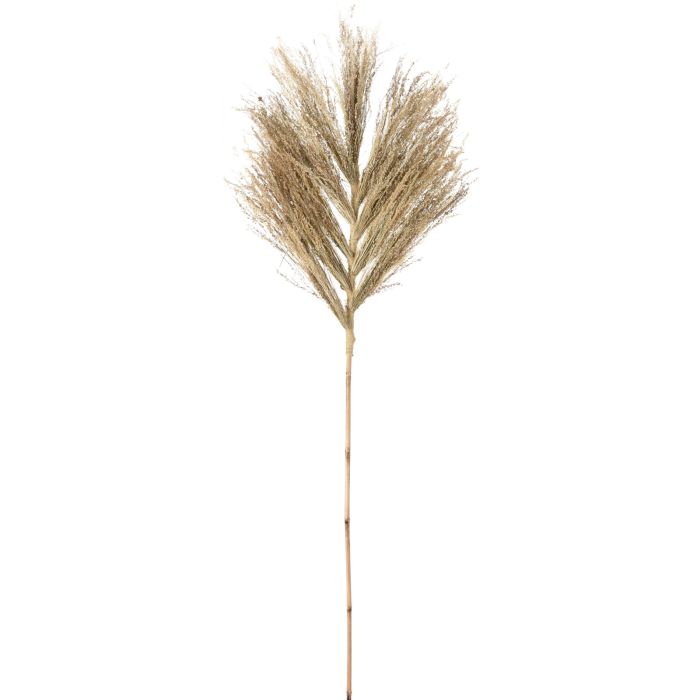 Decoratiestek van stergras, ca. 145-150 cm