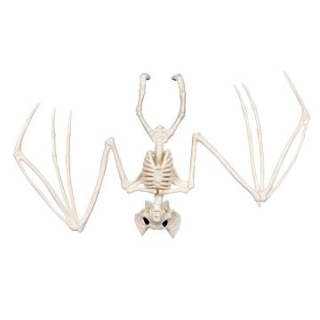 Vleermuis skeletdecoratie - 30x16 cm