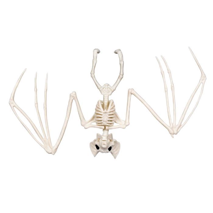 Vleermuis skeletdecoratie - 30x16 cm