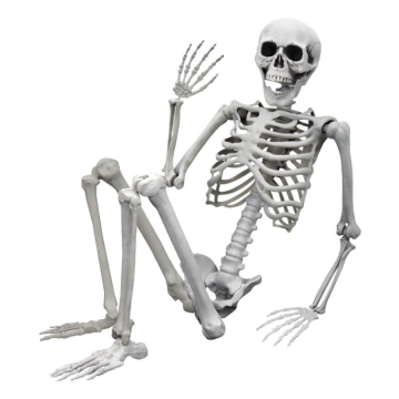 Life-size skelet - 165 cm