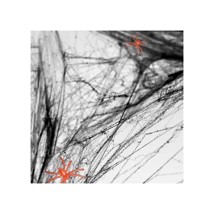 Zwart Spiderweb Met Spinnen
