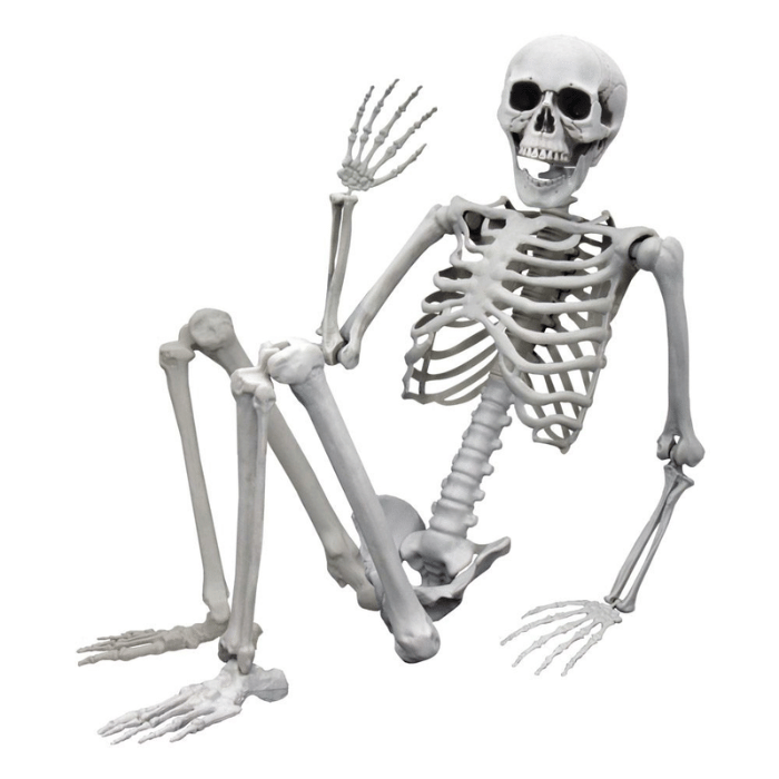 Life-size skelet - 165 cm