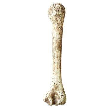 Holbewoner bot - 36 cm