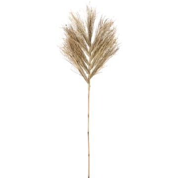 Decoratiestek van stergras, ca. 145-150 cm